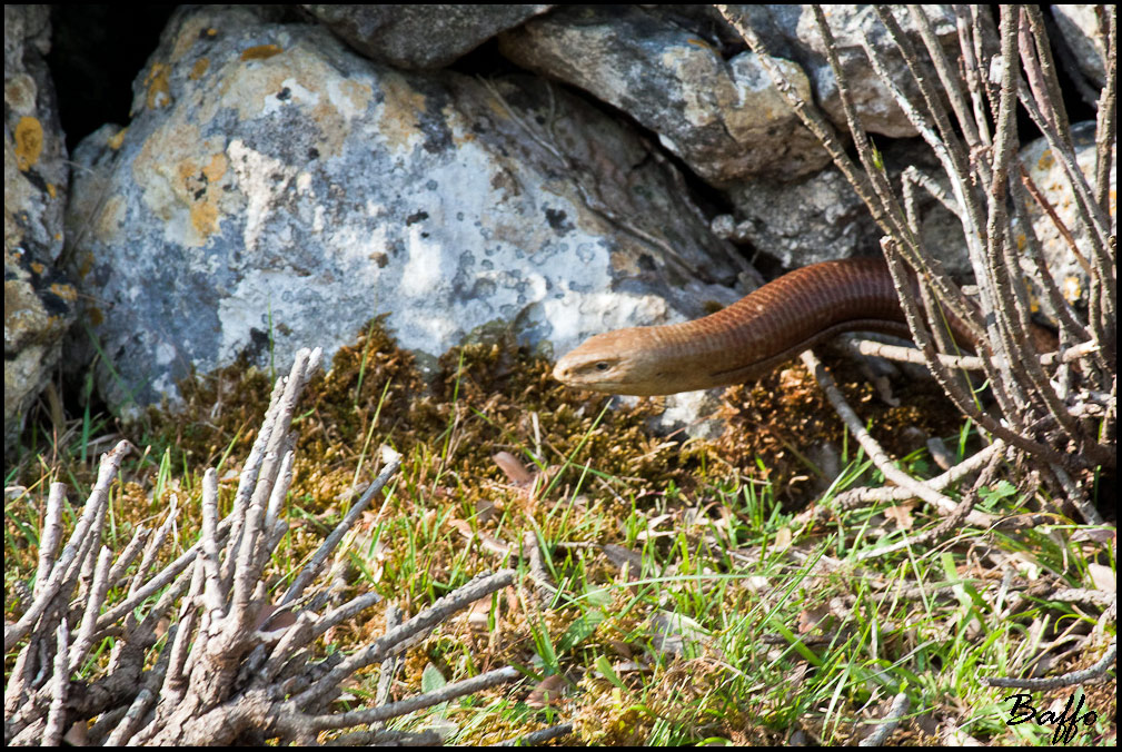 Orbetello? (Ophisaurus apodus)